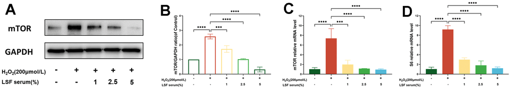 LSF inhibits the H2O2-stimulated oxidative stress injury in chondrocytes and modulates the mTOR signaling pathway. (A, B) Gradient concentrations of LSF-containing serum were pre-treated with chondrocytes before being given the appropriate concentration of H2O2 for incubation, and the expression of mTOR was detected by Western blotting experiments. (C, D) qRT-PCR was performed to detect the expression of mTOR and S6 in chondrocytes processed with LSF and H2O2. All data represent mean ± SD. Compared to the control group, ****P 2O2-stimulated group, ***P 