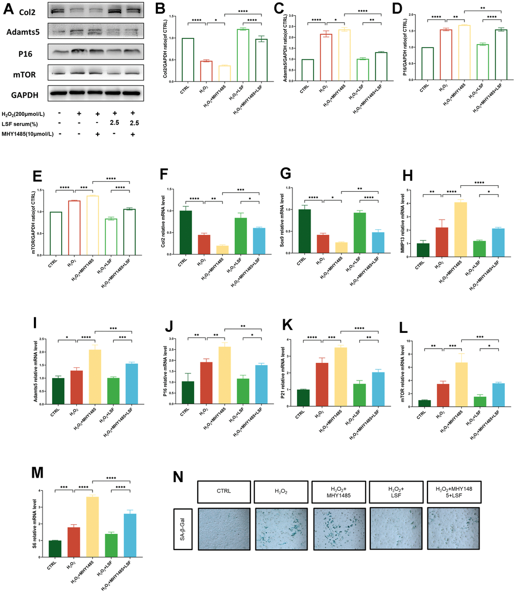 Activation of mTOR exacerbates H2O2-stimulated chondrocyte senescence and anabolic catabolic disorders that can be reversed by LSF. (A) Western blotting for protein expression of Col2, Adamts5, P16 and mTOR in chondrocytes processed with H2O2 (200 μmol/L) and MHY1485 (10 μmol/L). (B–E) Quantitative results of Western blotting of the 5 groups of proteins. (F–M) Expression of Col2, Sox9, MMP13, Adamts5, P16, P21, mTOR, and S6 in chondrocytes processed with H2O2 (200 μmol/L) and MHY1485 (10 μmol/L) was detected by qRT-PCR. (N) Cellular senescence was assessed by SA-β-gal staining. Compared to the control group, *P 2O2-stimulated group, *P 2O2-stimulated combined MHY1485 group, *P 