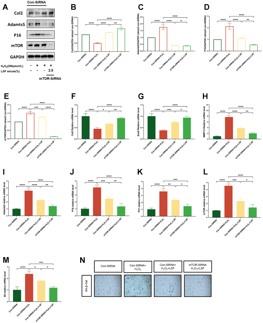 mTOR-SiRNA contributes to LSF suppression of H2O2-stimulated chondrocyte senescence and promotion of anabolism. (A) Westen blotting for protein expression of Col2, Adamts5, P16 and mTOR in lentivirus-transfected chondrocytes stimulated by H2O2 (200 μmol/L). (B–E) Quantitative results of Western blotting of the 4 groups of proteins. (F–M) Expression of Col2, Sox9, MMP13, Adamts5, P16, P21, mTOR, and S6 in lentivirus-transfected chondrocytes stimulated with H2O2 (200 μmol/L) was detected by qRT-PCR. (N) Cellular senescence was assessed by SA-β-gal staining. Compared to Con-SiRNA control group, ****P 2O2-stimulated group, *P 