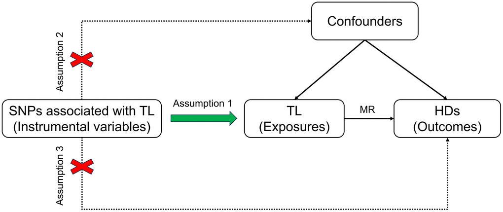 Schematic diagram illustrating the MR. Abbreviations: SNP: single nucleotide polymorphism; TL: telomere length; MR: Mendelian randomization; HDs: hematologic diseases.