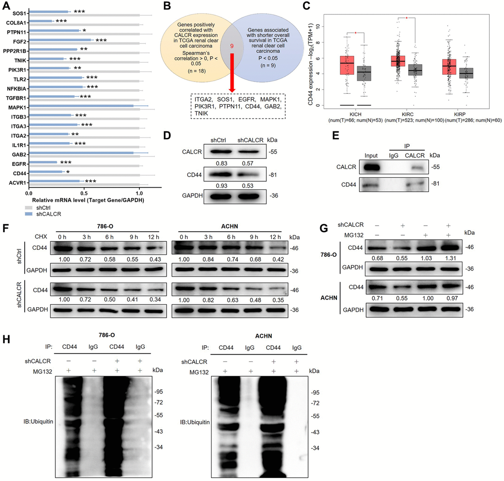 CALCR stabilizes CD44 via inhibiting its ubiquitination. (A) Relative mRNA levels of several potential target genes were detected by qPCR analysis in ACHN cell with CALCR depletion. (B) Venn diagram showing the DEGs correlated with CALCR expression and shorted OS in TCGA renal clear cell carcinoma. (C) Relative mRNA expression of CD44 from TCGA renal cancer (KICH, KIRC and KIRP). (D) Relative protein levels of CALCR and CD44 in 786-O cells with CALCR deficiency were determined by western blot assays. (E) Co-IP analysis suggested the endogenous binding between CALCR and CD44. (F) Relative CD44 protein level in CALCR-depleted 786-O and ACHN cells treated with CHX was analyzed by western blot assays. (G) Relative CD44 protein level in CALCR-depleted 786-O and ACHN cells treated with MG132 was determined by western blot assays. (H) The ubiquitin of CD44 immunoprecipitated by anti-CD44 or IgG antibody was detected. GAPDH served as an internal control in qPCR and western blot assays. Results were presented as mean ± SD. *p **p ***p 