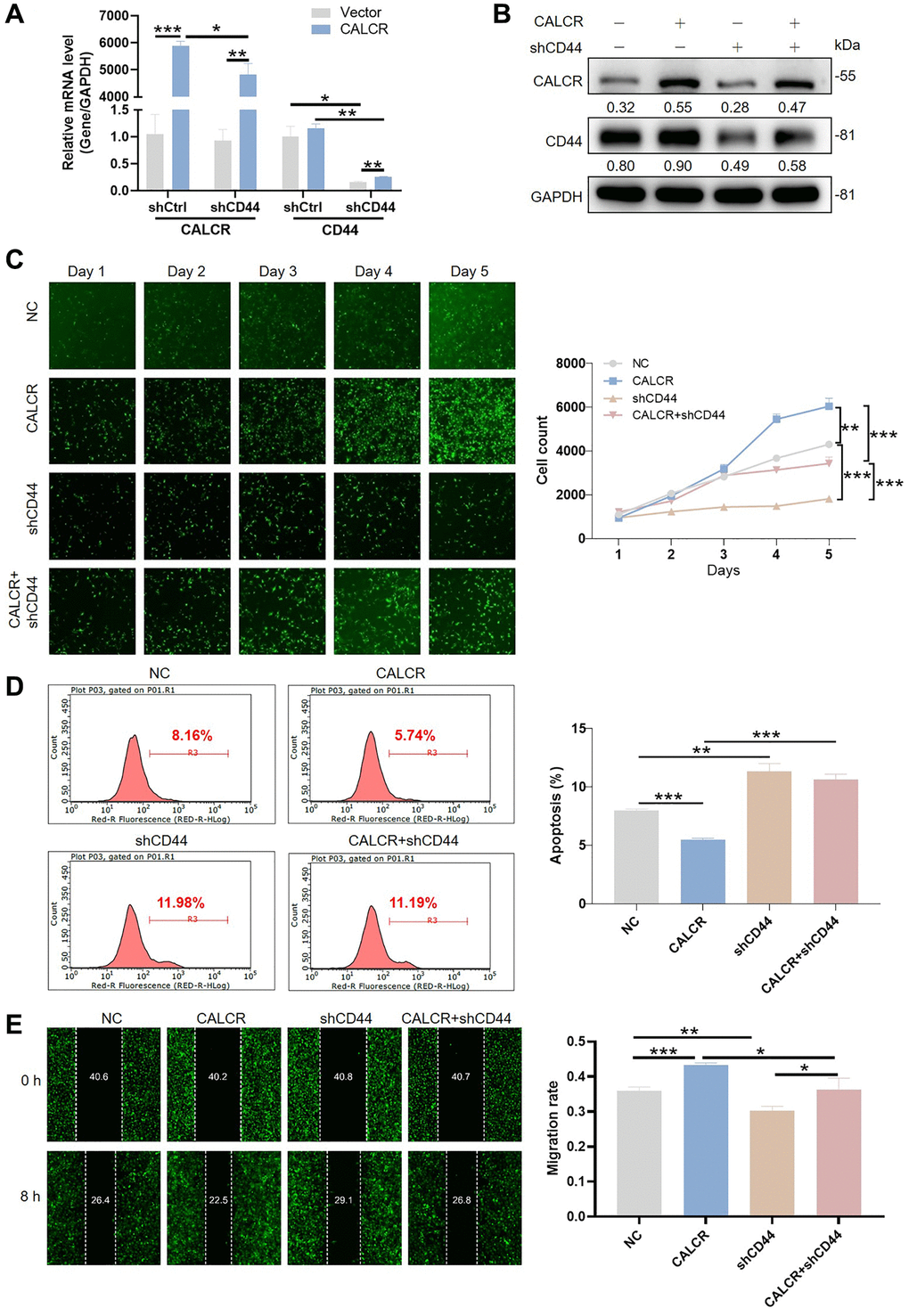 CALCR mediated renal carcinoma progression is depended on CD44. CALCR overexpression and CD44 depletion in 786-O cell were confirmed by (A) qPCR and (B) western blot assays. GAPDH served as an internal control in qPCR and western blot assays. (C) Cell viability in 786-O cell transfected with indicated lentiviruses was assessed by Celigo cell count assay. (D) Cellular apoptosis in 786-O cell transfected with indicated lentiviruses was evaluated using flow cytometry. (E) Cell migration was analyzed by wound-healing assays. The representative images were selected from at least 3 independent experiments. Results were presented as mean ± SD. *p **p ***p 