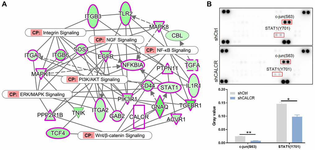 Possible signaling pathways that contribute to renal carcinoma progression. (A) IPA analysis identified the interaction between CALCR and NF-κB signaling, integrin signaling, PI3K/AKT signaling, ERK/MAPK signaling, Wnt/β-catenin signaling and NGF signaling. (B) Human phospho-kinase array analysis suggested the significant changes in phosphorylation levels of c-jun and STAT1 after silencing CALCR. Results were presented as mean ± SD. *p **p 