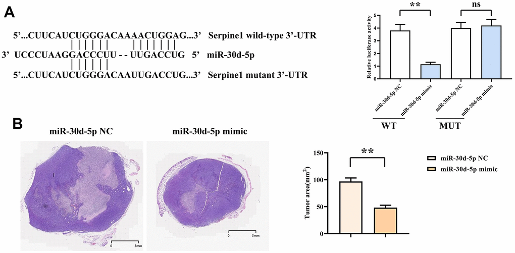 Dual-luciferase assay results (A). HE staining results and area statistics of nude mouse tumor sections (B). **, PP>0.05.