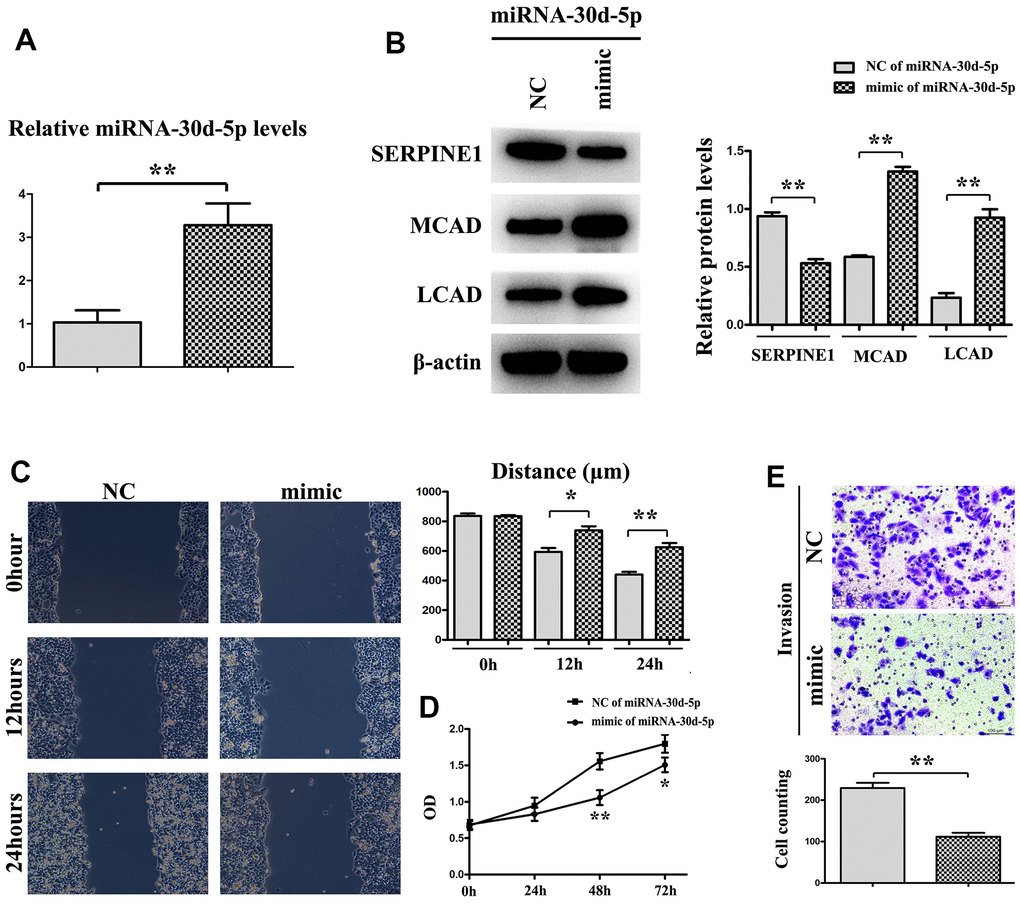 miRNA-30d-5p expression is higher in mimic than NC (A). Western blot shows that the expression of SERPINE1 is higher in NC than mimic, but MCAD (Medium-chain acyl-CoA dehydrogenase) and LCAD (long-chain Acyl-CoA dehydrogenase) are the opposite (B). Tumor migration experiment shows the distance of mimic group is shorter than NC group (C). The expression is significantly different in mimic group at 24h, 48h and 72h, compared with in NC group (D). Cell counting shows invasion is decreased in mimic than NC through trypan blue staining (E). **, PP