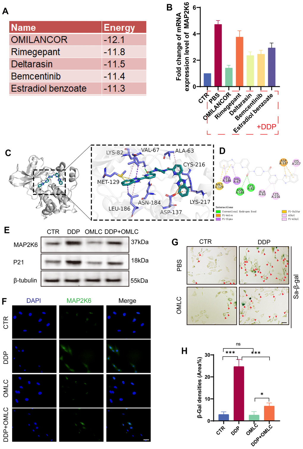 Omilancor reduced cellular senescence by regulating MAP2K6. (A) The top 5 drugs and their corresponding binding energies (kcal/mol) predicted as potential inhibitors for MAP2K6. (B) RT-qPCR results revealing that Omilancor exhibited the most significant inhibitory effect on MAP2K6 expression (5ug/ml, 12h, n=3 each group). (C, D) Ligand interaction diagrams depicting the top-scoring molecular docking complexes between OMLC and MAP2K6 proteins (RMSD = 2.206; estimated free energy of binding = -12.1 kcal/mol). (E) Western blot analysis illustrating the expression levels of MAP2K6 and P21 following treatments with DDP and OMLC. (F) Immunocytochemistry (ICC) staining demonstrating the expression of MAP2K6 in rat NP cells subjected to various treatments. (Original magnification 400×, scale bar = 100 μm). (G, H) SA-β-gal staining and the corresponding quantitative analysis of rat NP cells under different treatment conditions. (Original magnification 100×, scale bar = 400 μm). Red arrow: positive cells). CTR, control group; DDP, cisplatin treatment; OMLC, Omilancor treatment. n = 3 each group. Data are represented as mean ± standard deviation. ns: not significant, *p 