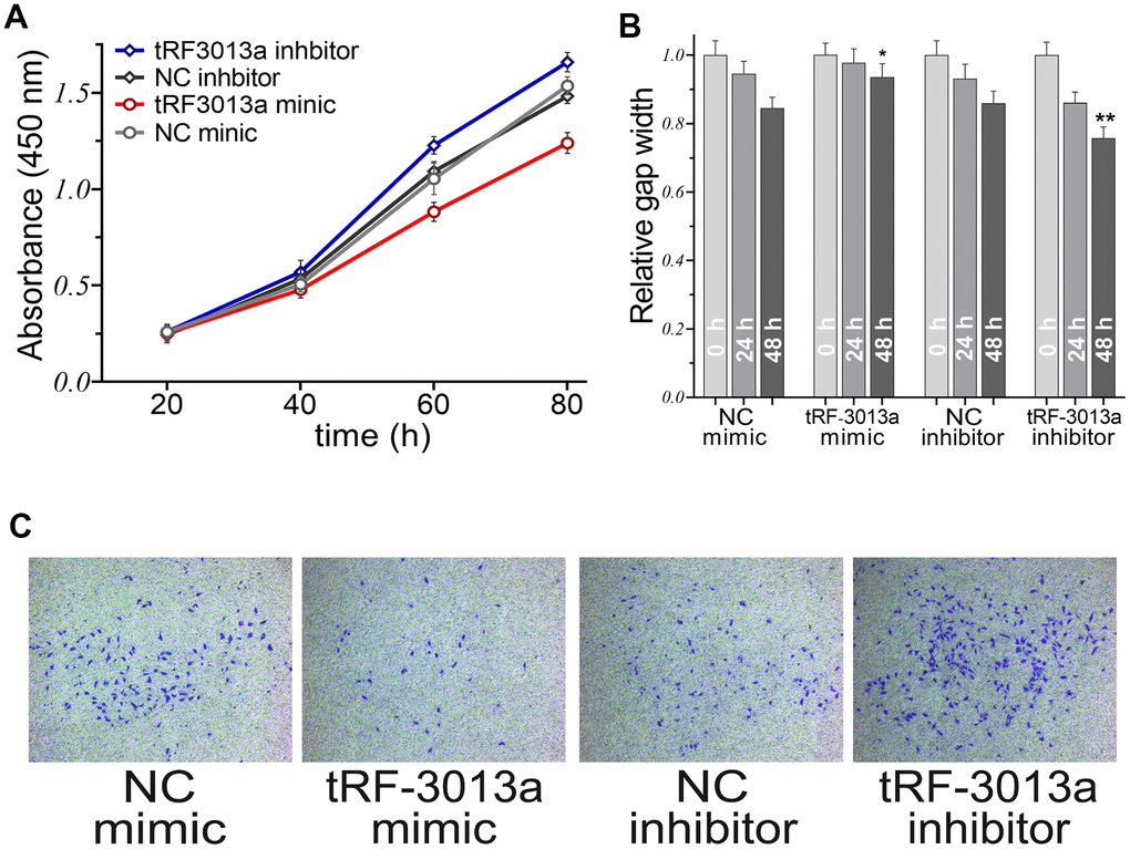 The roles of tRFdb-3013a on cell proliferations, cell migration and invasion abilities of colon adenocarcinomas. (A) CCK8 assay was performed to measure the cell proliferations of colon adenocarcinoma SW480 cell. (B) Relative gap analysis scratch assays were used to assess the migration ability of SW480 cell. (C) Transwell assays were performed to assess cell invasions of colon adenocarcinomas. ** P P 