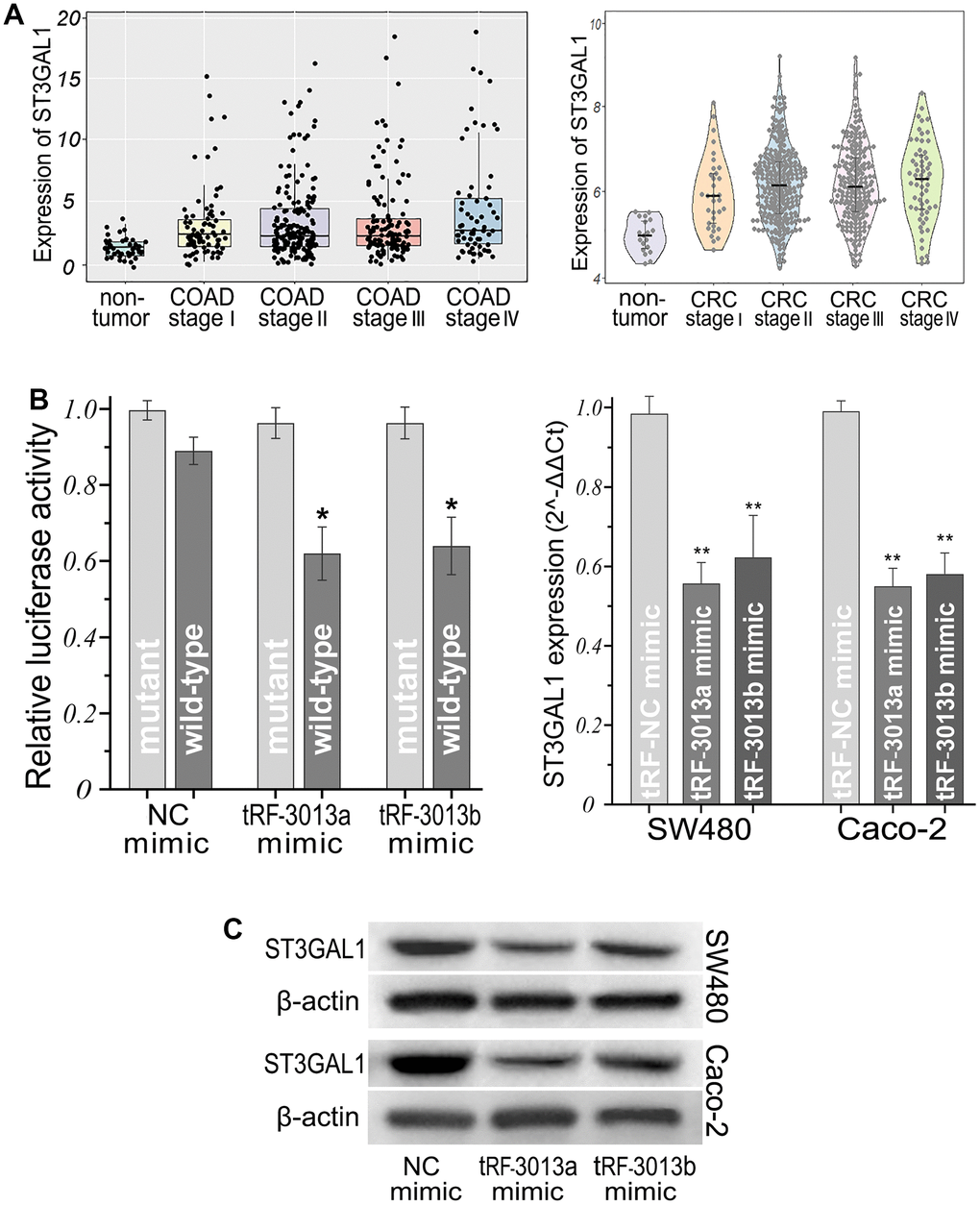 ST3GAL1 was directly regulated by tRFdb-3013a and tRFdb-3013b in colon adenocarcinomas. (A) ST3GAL1 was highly expressed in colon adenocarcinomas compared to non-tumor controls of TCGA-COAD and GSE39582 data (log2TPM, both P B-left) The luciferase reporter assay of colon adenocarcinoma cell co-transfected with pmiR-RB-ST3GAL1 wild-type or mutant report vector, together with tRFdb-3013a/b or NC mimic. (C) Expression levels of ST3GAL1 mRNA (B-right) and protein in colon adenocarcinomas cells transfected with tRFdb-3013a/b mimic or control. ** P P 