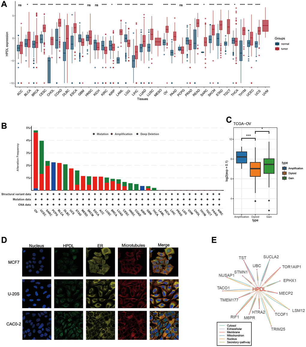 Basic information of HPDL. (A) The level of HPDL expression between tumor and normal tissues in each type of cancer based on the integrated data from TCGA and GTEx datasets. (B) Analysis of HPDL change frequency in pan-cancer research according to cBioPortal database. (C) The HPDL expression levels between HPDL-deletion and diploid OV patients. (D) The immunofluorescence images of HPDL protein, nucleus, endoplasmic reticulum (ER), microtubules and the incorporative images in MCF7, U20S, and CAC02 cell lines. (E) The protein-protein interaction (PPI) network presents the proteins interacting with HPDL. ****P ***P **P *P nsP > 0.05.