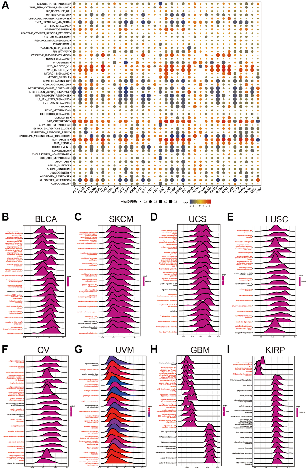 Gene Set Enrichment Analysis of HPDL. (A) The hallmarks gene set enrichment analysis (GSEA) of HPDL in pan-cancer. The size of the circle represents the false discovery rate (FDR) value of each cancer enrichment item, and the color represents the normalized enrichment score (NES) of each enrichment item. (B–I) HPDL’s GSEA results in TCGA pan-cancer. The most 20 related pathways of GSEA are presented in the form of a mountain map, and immune-related pathways are marked in red.