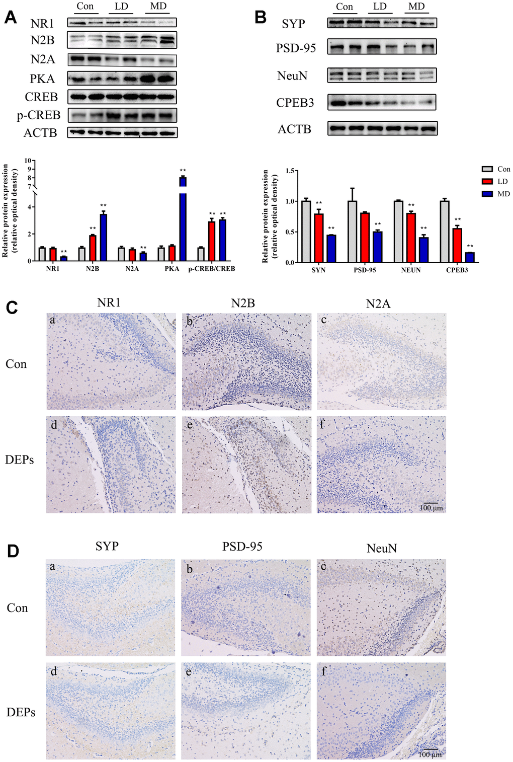 Protein expression of NMDA/PKA/CREB and CPEB3 signaling pathway-associated genes in hippocampus samples of 7 days male offspring mice. (A) Western blot analysis of p-CREB, CREB, PKA, N2A, N2B and NR1 protein in hippocampus. (B) Western blot analysis of CPEB3, NEUN, PSD-95 and SYN protein in hippocampus. (C) Immunohistochemical analysis of NR1, N2B and N2A protein in hippocampus. (a–c) Control group (CON). (d–f) DEPs treatment groups (DEPs, the MD group). (D) Immunohistochemical analysis of SYN, PSD-95 and NEUN protein in hippocampus. (a–c) Control group (CON). (d–f) DEPs treatment groups (DEPs, the MD group). The values shown are the mean ± SD (NAB=6, NCD=4), Compared to control; ** p 