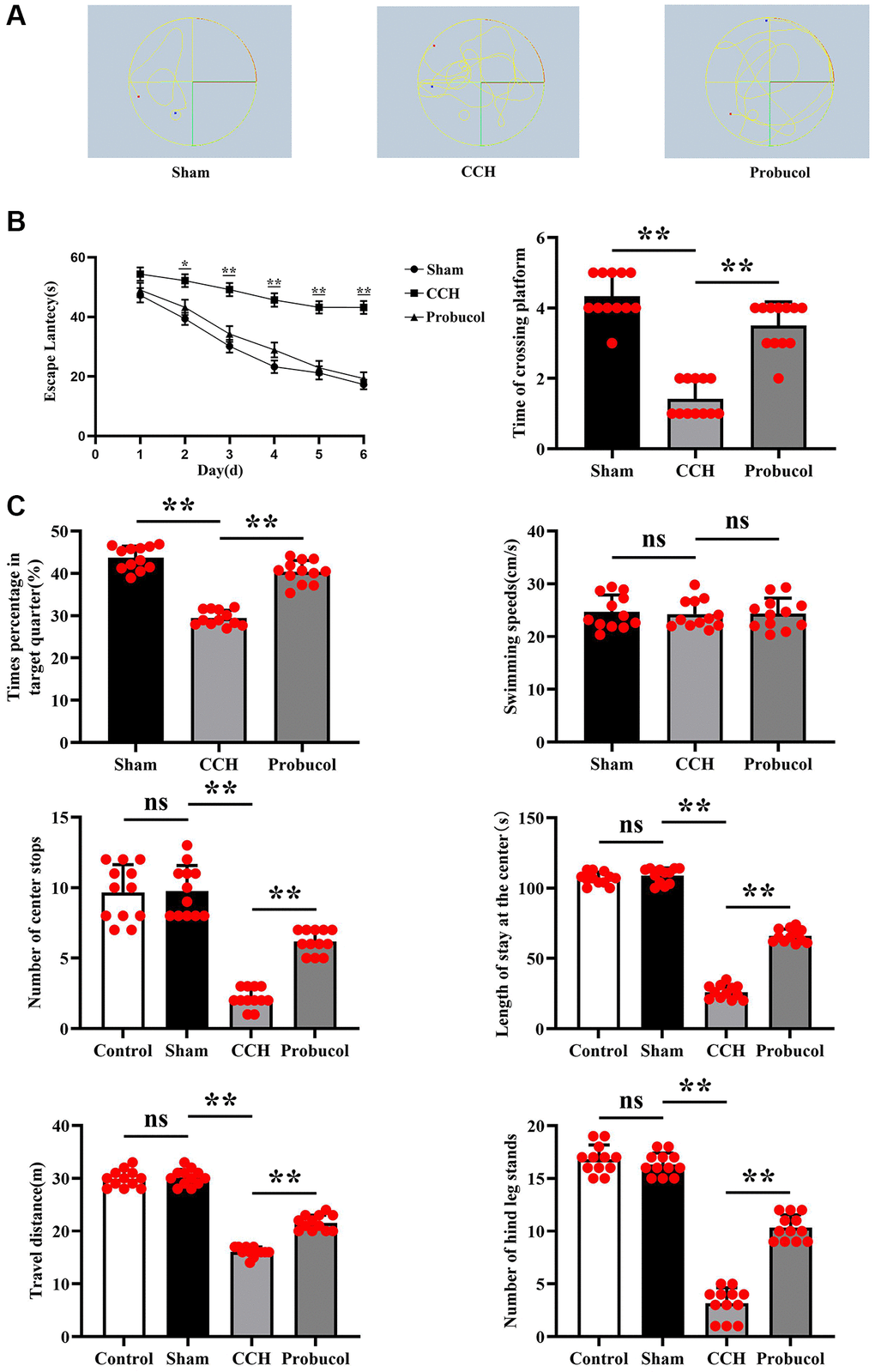 Probucol improves CCH-induced spatial learning and memory. (A) Path map of the Morris water maze in sham group, CCH group, and probucol group. (B) Escape latencies of rats in the hidden platform task; Frequency of crossing the platform in the space exploration test; Percentage of residence time in the target quadrant during the space exploration test; Average swimming speed of rats in the visible platform test. (C) Statistics on the number of center crossings in the control group, sham operation group, CCH group and probucol group; Statistics of time in the center of the control group, sham group, CCH group and probucol group; Travel distance statistics of control group, sham operation group, CCH group and probucol group; Standing time statistics of rats in the control group, sham operation group, CCH group and probucol group. Data are expressed as mean ± standard error of mean (SEM). n = 12/group. **P 