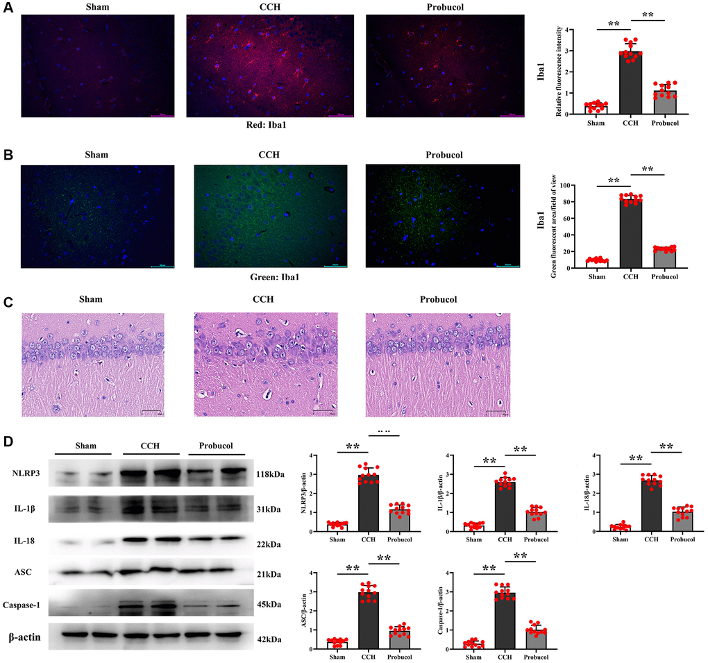 Probucol reduces CCH-induced microglial activation and pyroptosis. (A, B) Immunofluorescence of Iba1/DAPI. Representative photomicrographs of microglial activation in the Hippocampal region (scale bar = 50 μm). (C) Pyramidal cell layer HE staining results (scale bar = 40 μm). (D) WB assay of pyroptotic markers (NLRP3, ASC, and Caspase-1) and inflammatory cytokines (IL-1β and IL-18). Data are expressed as mean ± SEM. n = 12/group. **P 