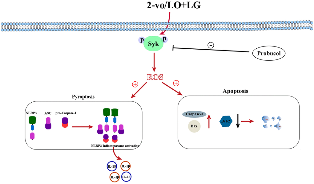 Schematic diagram of probucol improving vascular cognitive impairment.