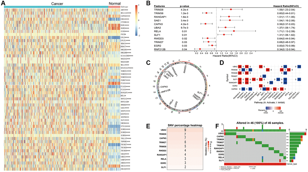 Landscape of genetic variation and correlation of SUMOylation pathway-related genes in LUAD. (A) The heat map demonstrates the differential expression of SUMOylation pathway genes between LUAD and adjacent non-tumor tissues. (B) Univariate survival analysis results of SUMOylation pathway genes in LUAD patients. (C) The chromosomal locations of the 12 SUMOylation pathway genes were determined. (D) Pathway analysis of SUMOylation pathway genes in LUAD. (E) The number of patients with mutations in SUMOylation pathway genes using TCGA-LUAD cohort. (F) Oncoplots showing the mutation landscape of SUMOylation pathway genes in LUAD patients from TCGA-LUAD cohort. *p **p ***p ****p 