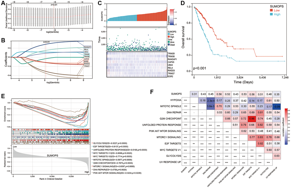 Construction of a SUMOPS to predict the prognosis of LUAD patients. (A) LASSO coefficient profile illustrating the relationship between overall survival and partial likelihood deviation. (B) Distribution of LASSO coefficients for the SUMOPS genes, indicating their respective contributions to the model. (C) Distribution of SUMOPS expression, survival status, and SUMOPS gene expression in the TCGA-LUAD dataset. (D) Prognostic analysis investigating the role of SUMOPS in predicting outcomes in the TCGA-LUAD cohort. (E) ssGSEA analysis of SUMOPS-low and SUMOPS-high subtypes. (F) Correlation analysis using Spearman’s rank correlation to examine the associations between SUMOPS and known gene signatures. −p > 0.05; **p ***p 