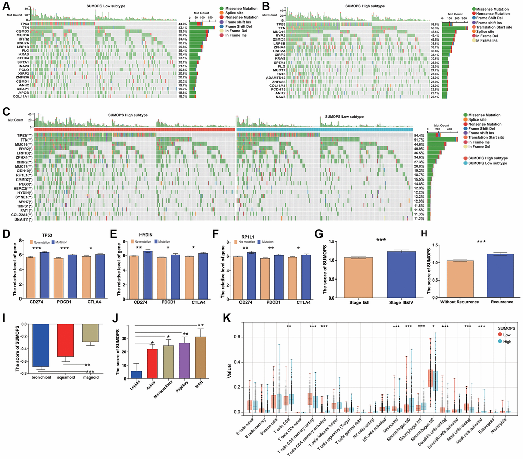 Relationship between the SUMOPS and genomic alterations as well as molecular subtypes in LUAD. (A, B) Oncoplots showing landscapes of genomic alterations in (A) SUMOPS-low and (B) SUMOPS-high subtypes. (C) Top 20 SUMOPS-related genes with the highest mutation frequency based on TCGA-LUAD cohort. (D) TP53, (E) HYDIN and (F) RP1L1 mutations distinctly facilitated expression of immune checkpoints (CTLA4, CD274, and PDCD1). (G) The score of SUMOPS at different stages. (H) The score of SUMOPS in recurrence and non-recurrence LUAD patients. (I) The score of SUMOPS in different molecular subtypes based on the GSE26939 cohort. (J) The score of SUMOPS in different molecular subtypes based on the GSE58772 cohort. (K) Box plots illustrating the relationships between SUMOPS subtypes and the infiltration of immune cells. *p **p ***p 