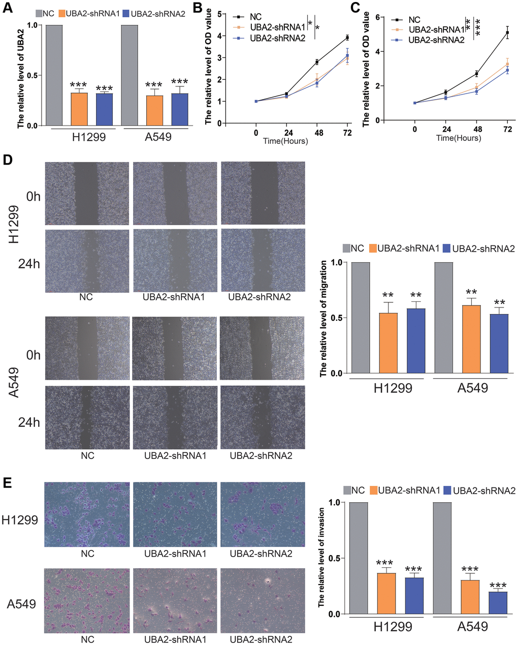 Knockdown of UBA2 inhibited the proliferation, invasion and migration of LUAD cells. (A) The UBA2 expression was measured by quantitative RT-PCR after transfecting UBA2-shRNAs in A549 and H1299. (B, C) The proliferative capacities of (B) H1299 and (C) A549 cells were measured by CCK8. (D) The migrative capacities of A549 and H1299 cells were measured by wound healing assay. (E) The invasive capacities of A549 and H1299 cells were measured by transwell assays. *p **p ***p 