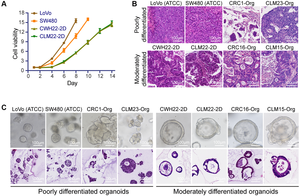 Differences between CWH22-2D/CLM22-2D and traditional adherent 2D cultured cell lines (LoVo and SW480). (A) Analysis of proliferation rates with CCK-8 in CWH22-2D, CLM22-2D, LoVo, and SW480 cells. (B) The differentiation characteristics of subcutaneous neoplasia in nude mice derived from LoVo and SW480 (ATCC), and CWH22 and CLM22 from our culture. Two moderately differentiated (CRC16-Org, CLM15-Org), and two poorly differentiated (CRC1-Org, CLM23-Org) organoid-derived subcutaneous neoplastic tissues were used for comparison. (C) Bright-field images and H&E staining of the structures derived from the cells (LoVo, SW480, CRC1-Org, CLM23-Org, CWH22-2D, CLM22-2D, CRC16-Org, and CLM15-Org) cultured in the same 3D culture system. Scale bars, 100 μm.