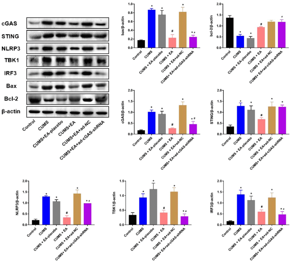 The impact of EA and knockdown of cGAS on the expression level of Bax, Bcl-2, cGAS, STING, TBK1, IRF3, and NLRP3 was determined by Western blotting (*p