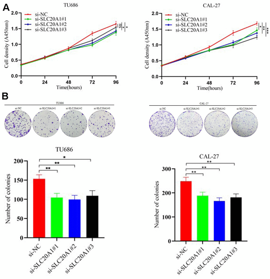 Silencing SLC20A1 inhibited cell proliferation in TU686 and CAL-27 cells lines. (A) CCK8 and (B) colony formation experiments showed that silencing SLC20A1 inhibited cell proliferation. *, PPP