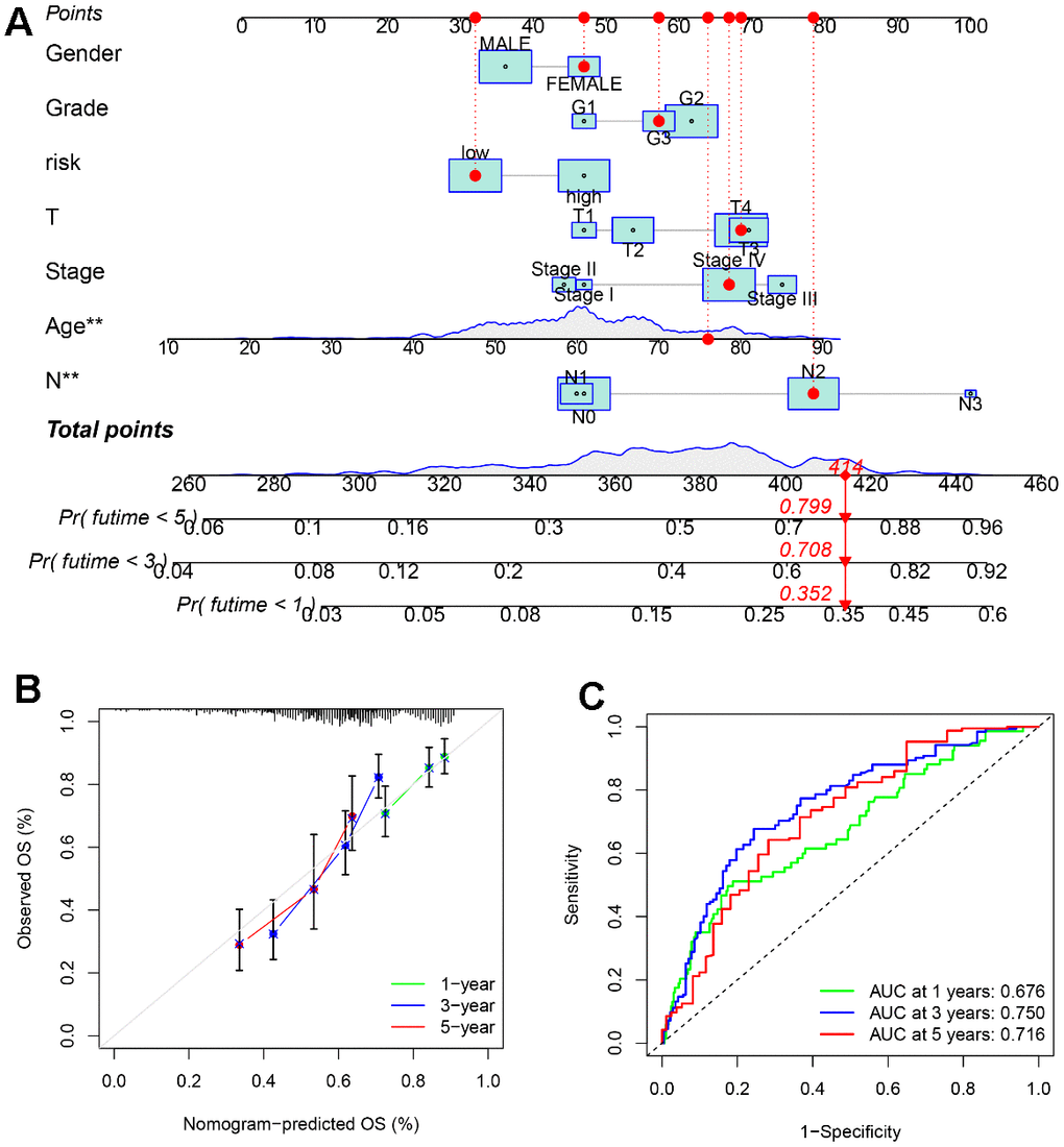 A nomogram based on SLC20A1 expression and clinical features. (A) Nomogram to predict the overall survival (OS) of the 1st, 3rd, and 5th years for HNSCC cases. (B) Calibration curve of the nomogram prognostic model. (C) ROC curve of the nomogram for predicting the overall survival (OS) of the 1st, 3rd, and 5th years.