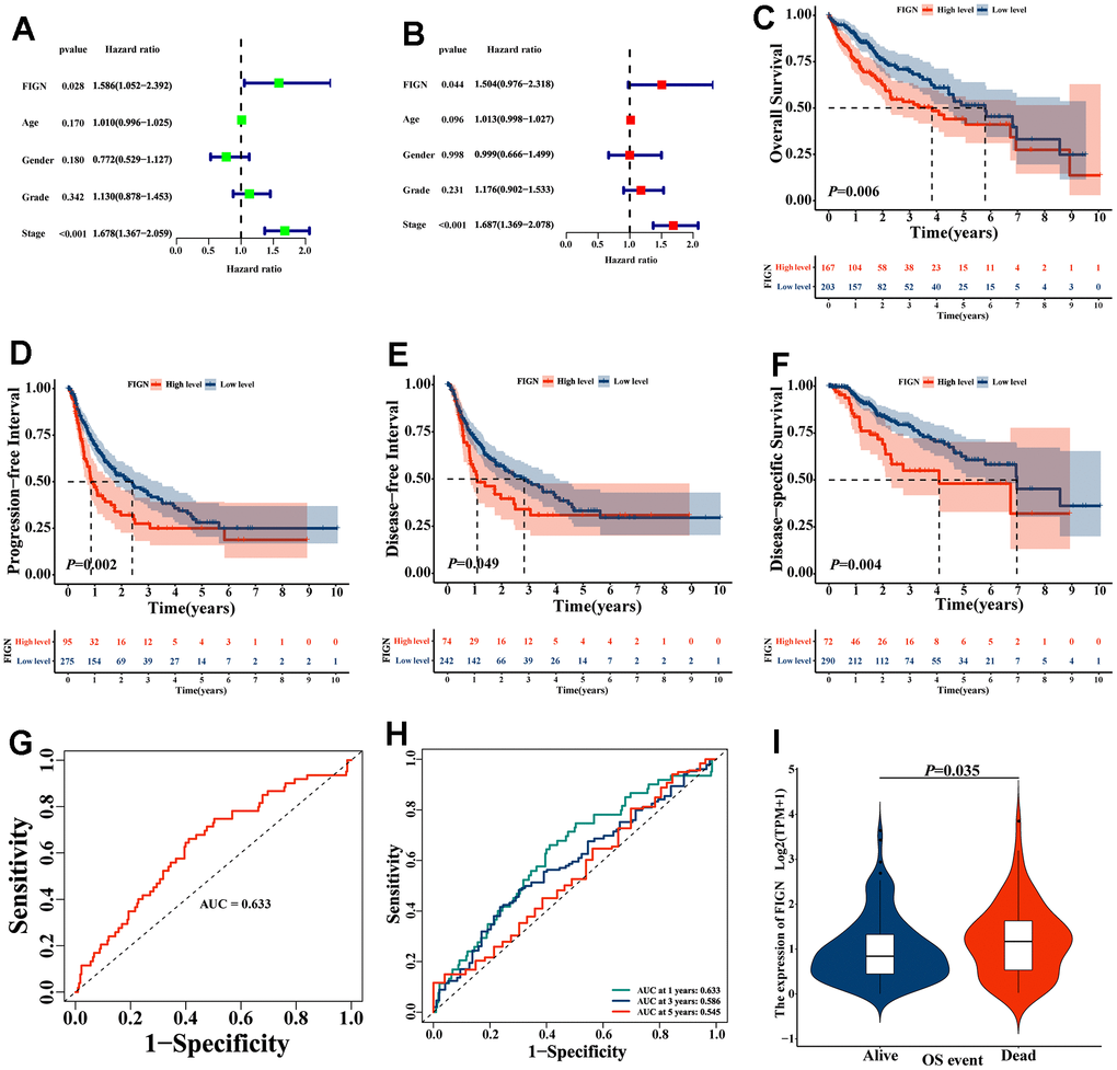 The prognostic value of FIGN in hepatocellular carcinoma. (A) Univariate Cox regression analysis of FIGN with age, gender, grade and stage. (B) Multivariate Cox regression analysis of FIGN with age, gender, grade and stage. Kaplan-Meier survival analysis stratified by FIGN expression in HCC patients and illustrated as overall survival (OS) (C), progression-free interval (PFI) survival (D) disease-free interval (DFI) survival (E) and disease-specific interval survival (DSS) (F). (G) ROC curve to predict sensitivity and specificity of survival based on FIGN expression in HCC patients. (H) ROC curve for predicting the sensitivity and specificity of 1-, 3-. and 5-year survival based on FIGN expression in HCC patients. (I) OS event.