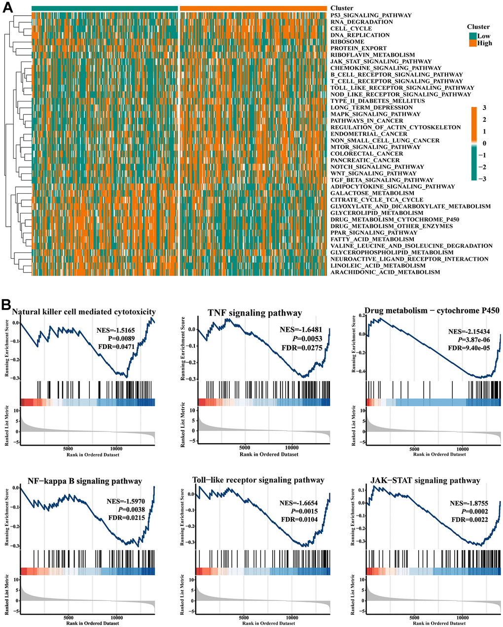 Gene set enrichment analysis. (A) Heat map showed the KEGG pathways differences between low- and high-FIGN expression patients. (B) Pathways enriched in the Nature killer cell cytotoxicity, TNF signaling, Drug metabolism-P450, NF-kappa B signaling, Toll-like receptor signaling, and JAK-STAT signaling.