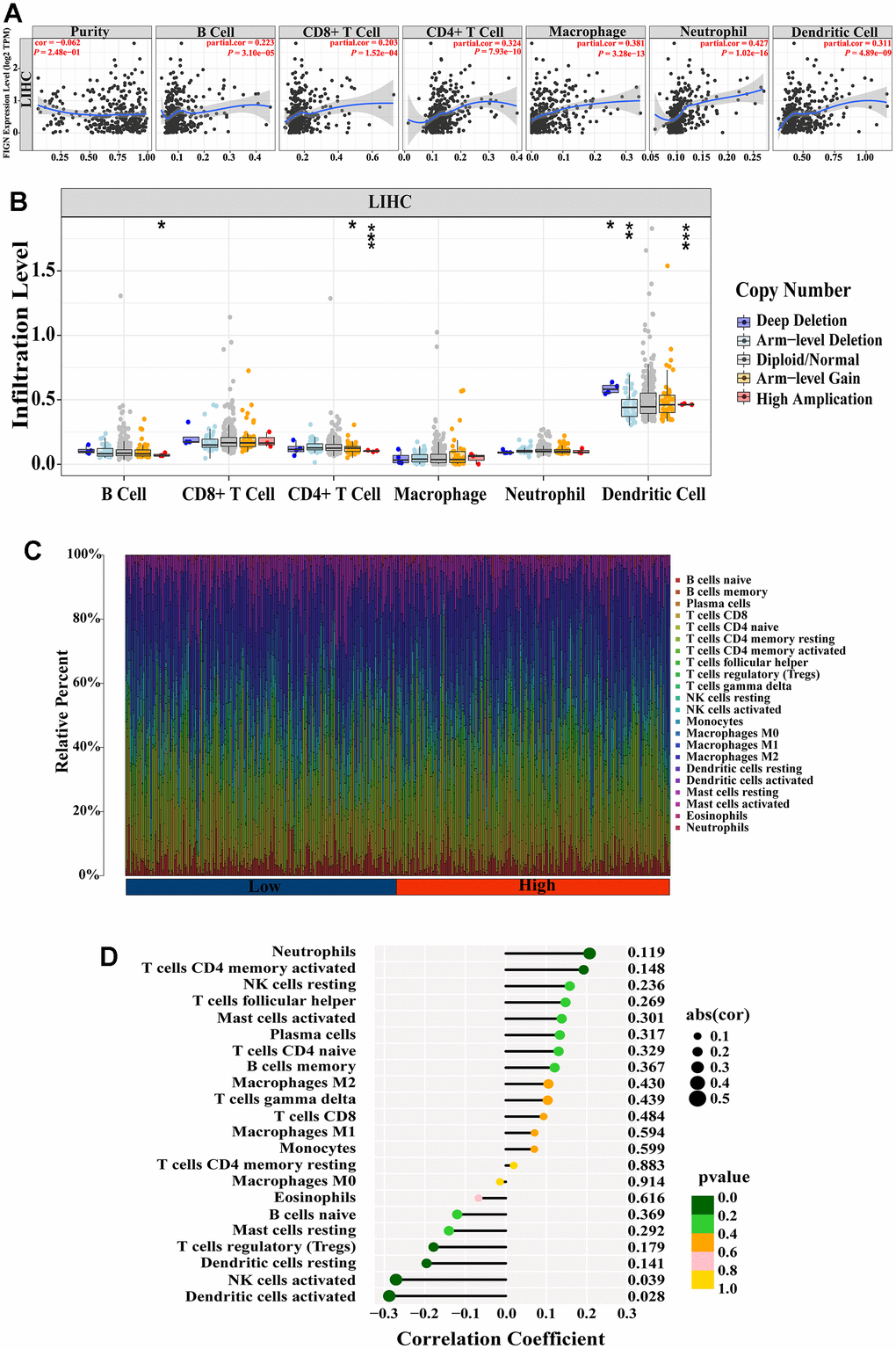 Correlation between FIGN expression and immune cell infiltration in HCC patients. (A) Correlation between the expression of FIGN and immune infiltrating cells in HCC. (B) Association between FIGN copy number variation (CNV) and B cell, CD4+ T cell, macrophages, neutrophils and dendritic cell in HC Comparison between multiple groups using analysis of variance. C. (C) Immune landscape variations between low- or high- FIGN expression groups based on CIBERSORT algorithms. (D) Correlation among infiltration levels of 22 immune cell types and FIGN expression profiles by Spearman’s analysis. *P P P 