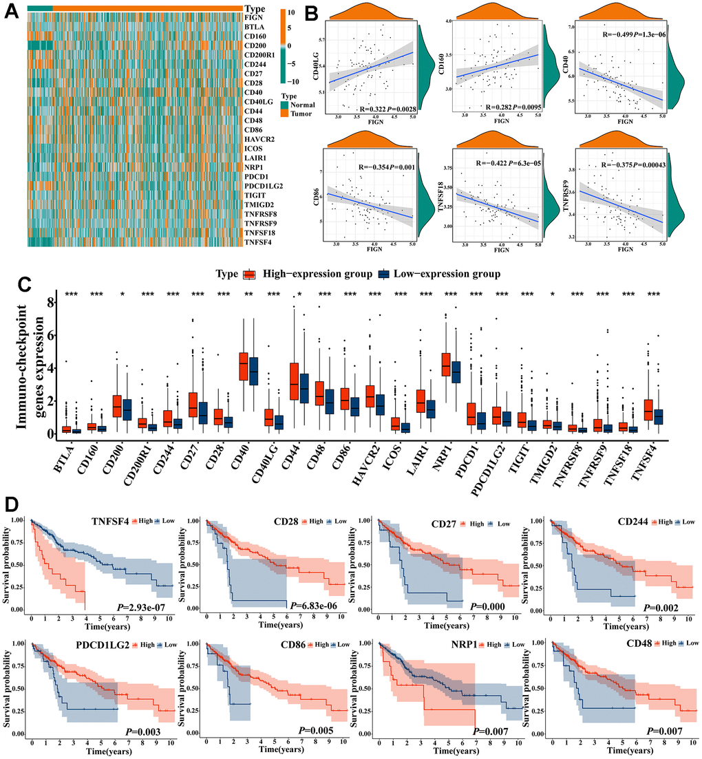 Correlations of FIGN expression with immune checkpoint genes in HCC. (A) Heatmap demonstrated the differences of FIGN and immune checkpoint genes. (B) Correlations between FIGN and the immunotherapy related genes expression, including CD40LG, CD160, CD40, CD86, TNFSF18 and TNFRSF9. (C) The differential expression of immunotherapy related genes between high- and low-FIGN expression groups in HCC samples. (D) Kaplan-Meier plot of TNFSF4, CD28, CD27, CD244, PDCD1LG2, CD86, NRP1 and CD48. The two groups were compared using t-tests. *P P P 