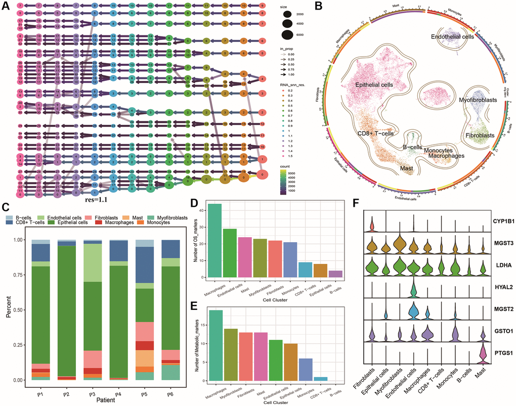 Heterogeneity of tumor single cells. (A) Cluster dendrogram of single-cell dataset; (B) UMAP plots of cell clustering and annotation results for single-cell dataset, with outer circle annotations indicating cell populations and inner circles representing patient origins; (C) Cumulative distribution histogram of cell clusters among patients; (D) Table showing the number of oxidative stress marker genes in each cell population; (E) Table showing the number of energy metabolism marker genes in each cell population; (F) Violin plots of OMG marker gene expression in different cell populations.