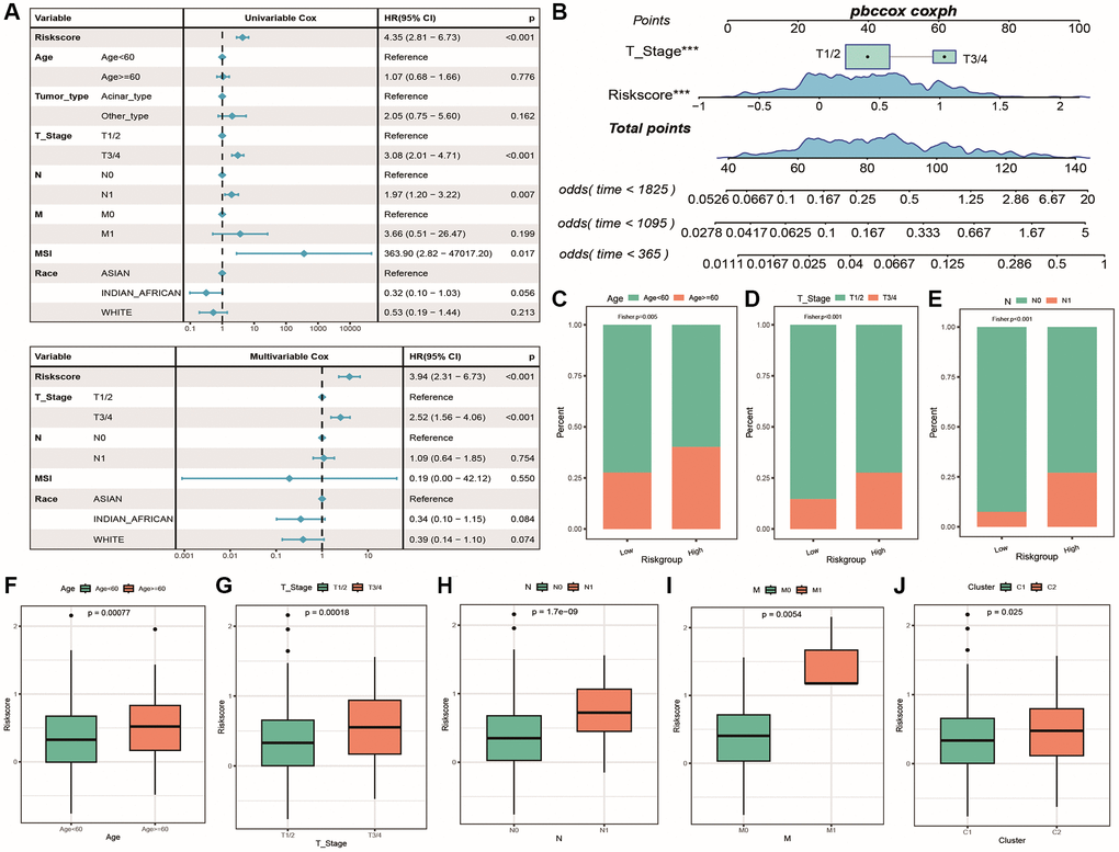 Independence of risk score with tumor clinical characteristics. (A) Forest plot of single and multiple Cox analysis results for Riskscore and clinical factors in TCGA cohort; (B) Column chart of the prediction model, with the square plus line segment representing the contribution of each clinical factor to outcome events, Total Points representing the total score obtained by adding up the scores of all variables, and the three lines at the bottom representing the cumulative survival probability at 5/3/1 years for each value point. (C–E) Cumulative distribution histogram of different clinical feature groups between high and low-risk groups, with p-value indicating the significance of differences; (F–J) Box plot showing differences in risk score distribution among different clinical feature groups, with different colors representing different groups and p-value indicating the significance of differences.