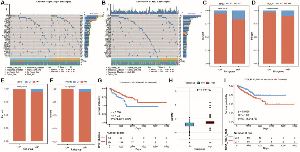 Genomic mutation differences among model groups. (A) Waterfall plot of the top 30 genes (mutation frequency) with SNV in high-risk group; (B) Waterfall plot of the top 30 genes (mutation frequency) with SNV in low-risk group; (C–F) Cumulative distribution histogram of frequently mutated genes with significant differences between high and low-risk groups; (G) Survival curve showing the difference between mutant and wild-type groups of gene TP53; (H) Box plot showing the difference in TMB between high and low-risk groups; (I) KM survival curve showing the difference between high and low TMB groups, with red representing high TMB group and blue representing low TMB group.