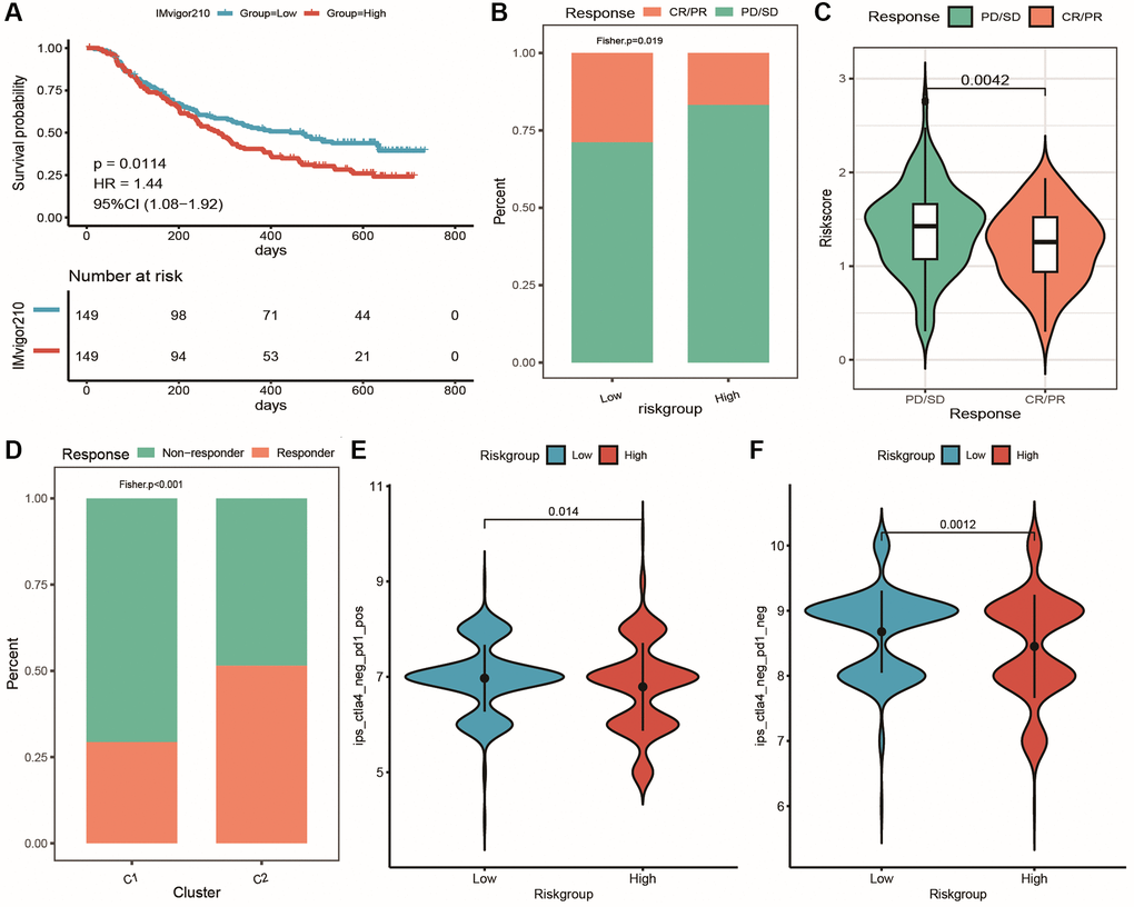 Prediction of patient response to immunotherapy using the risk model. (A) KM curves of high and low-risk groups in the IMvigor210 cohort; (B) Cumulative distribution histogram of response and non-response groups between high and low-risk groups in the IMvigor210 cohort; (C) Violin plot showing differences in risk score between response and non-response groups in the IMvigor210 cohort; (D) Cumulative distribution histogram of TIDE-predicted immune response between response and non-response groups in the clustering subtype of the IMvigor210 cohort; (E, F) Violin plots showing differences in IPS score between high and low-risk groups, with red and blue representing high and low-risk groups, respectively.