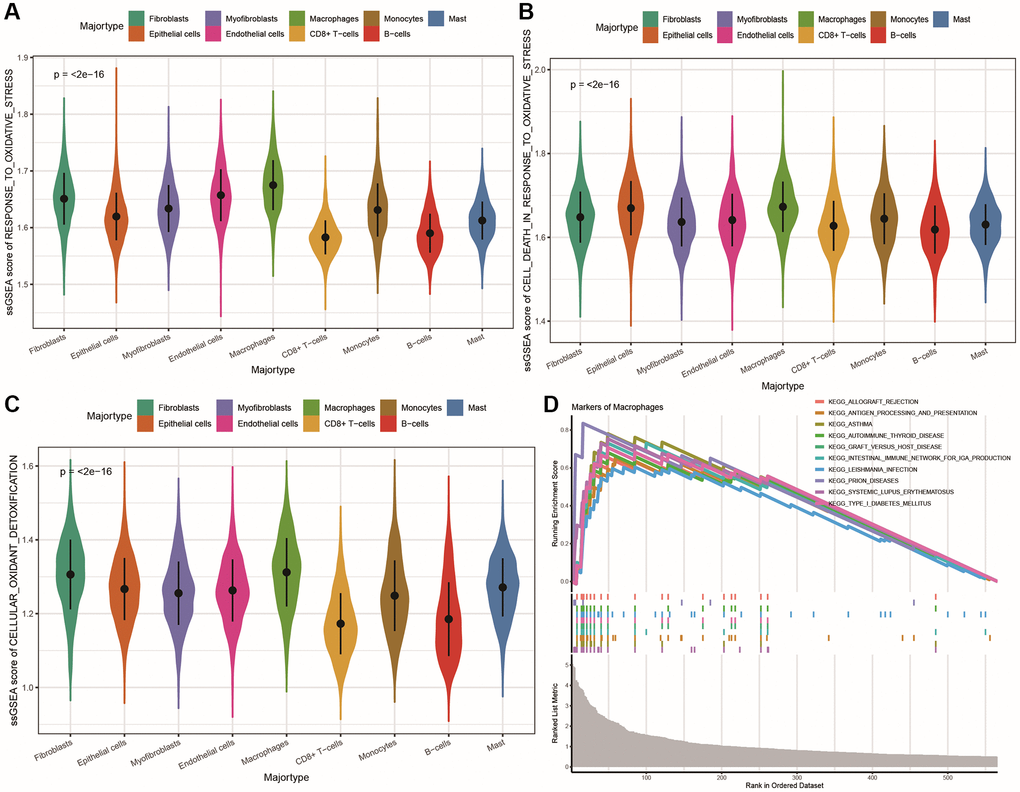 Differences in oxidative stress and communication between subpopulations of cells. (A–C) Violin plots showing the differences in ssGSEA scores for oxidative stress response, oxidative stress-induced cell death, and cellular antioxidant defense among different cell populations; (D) Line plot of KEGG pathway GSEA enrichment results for all marker genes of macrophages.