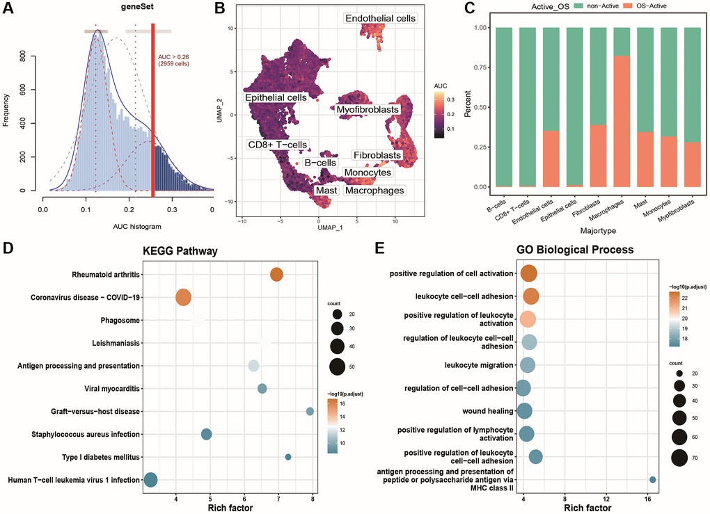 Identification and functional characterization of oxidative stress-activated populations. (A) AUC scores for specific oxidative stress marker genes; (B) UMAP color-coded plot based on cell activity scores, where brighter colors indicate higher response scores and activity levels to the gene set; (C) Histogram showing the distribution of active and inactive oxidative stress cell populations in different cell groups; (D) Bubble plot of KEGG enrichment results for differentially expressed genes, with bubble size representing the number of enriched genes and color indicating the significance of the enrichment result; (E) Bubble plot of GOBP enrichment results for differentially expressed genes.