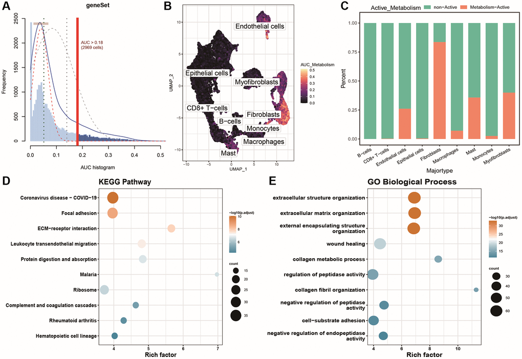 Identification and characterization of energy metabolism-active populations. (A) AUC scores for specific energy metabolism marker genes; (B) UMAP color-coded plot based on cell activity scores, where brighter colors indicate higher response scores and activity levels to the gene set; (C) Histogram showing the distribution of active and inactive energy metabolism cell populations in different cell groups; (D) Bubble plot of KEGG enrichment results for differentially expressed genes; (E) Bubble plot of GOBP enrichment results for differentially expressed genes.