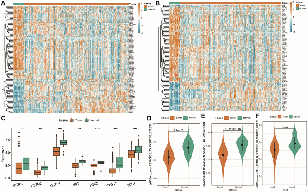 Dysregulation of oxidative stress and energy metabolism-related genes. (A) Heatmap of significantly differentially expressed oxidative stress genes, with red indicating high expression and blue indicating low expression, and orange and green indicating tumor and normal tissue samples, respectively; (B) Heatmap of significantly differentially expressed energy metabolism-related genes; (C) Box plot showing the expression of commonly differentially expressed oxidative stress and energy metabolism-related genes, with orange and green representing tumor and normal samples, respectively; (D–F) Violin plots showing ssGSEA score differences for oxidative stress-related gene sets in tumor and normal tissues, including oxidative stress response, cellular antioxidant defense, and oxidative stress-induced cell death.