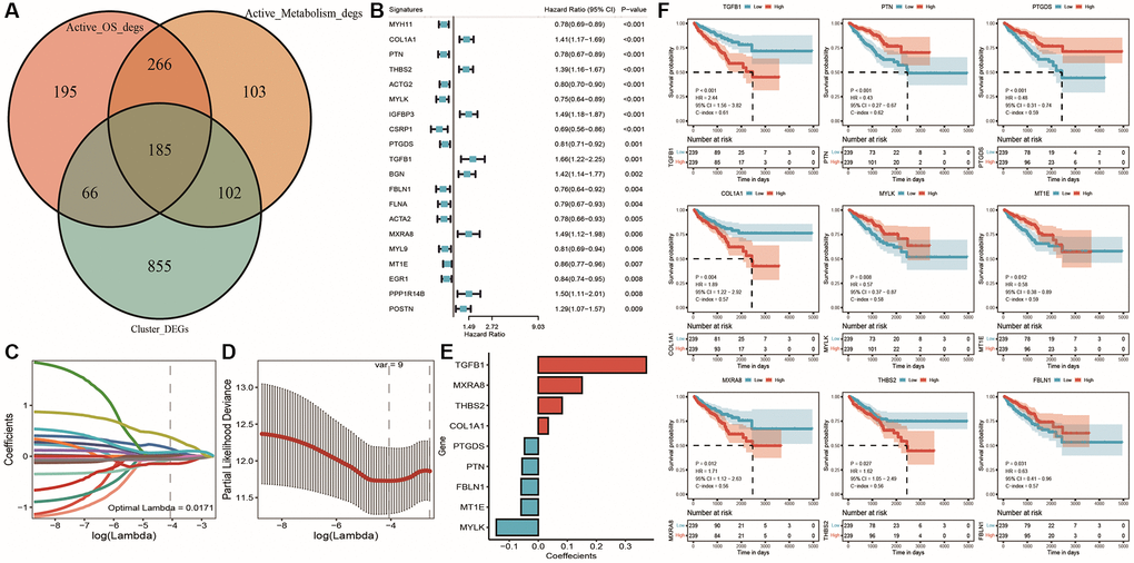 Lasso regression analysis results for TCGA dataset. (A) Venn diagram of differentially expressed genes between subtypes and active cell populations; (B) Forest plot of single-factor Cox analysis results for common differentially expressed genes; (C) Trajectory of changes in Lasso regression independent variables, with the x-axis representing the logarithm of the independent variable Lambda and the y-axis representing the coefficient of the independent variable; (D) Confidence intervals for each Lambda in Lasso regression; (E) Lasso regression coefficients for nine key prognostic factors; (F) KM curves for model genes, with red indicating high expression group, blue indicating low expression group, and p-value indicating the significance of survival curve differences.