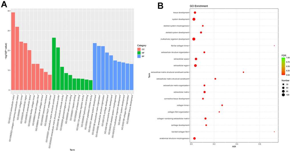 GO enrichment analysis of differential expressed genes. (A) Bar plot of GO enrichment. (B) Bubble plot of GO enrichment.