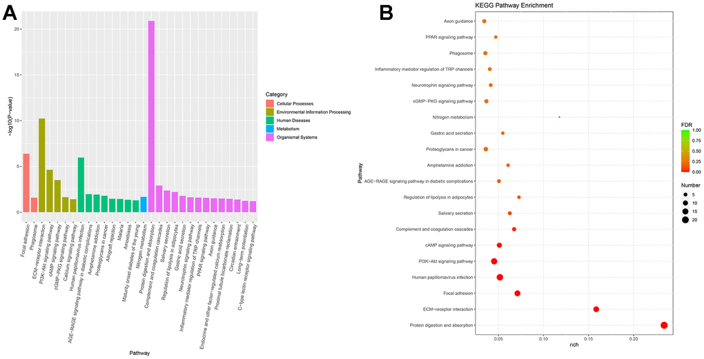 KEGG enrichment of differential expressed genes. (A) Bar plot of KEGG enrichment. (B) Bubble plot of KEGG enrichment.