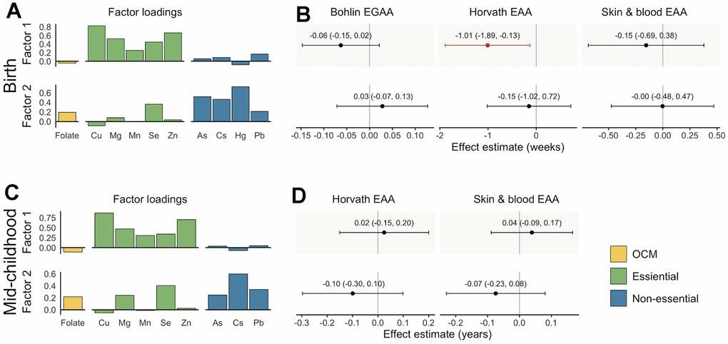 Factor loadings and associations with epigenetic gestational age acceleration (EGAA) and epigenetic age acceleration (EAA) at birth and in mid-childhood. (A) Factor loadings for samples with data available at birth (N = 351). (B) Effect estimates and 95% confidence intervals (CIs) for samples with data available at birth. (C) Factor loadings for samples with data available at mid-childhood (N = 326). (D) Effect estimates and 95% CIs for samples with data available at mid-childhood. EGAA and EAA were calculated from cord blood DNA methylation, and EAA was calculated from mid-childhood blood DNA methylation. Factor loadings were derived from exploratory factor analysis (EFA) of scaled nutrients and metal concentrations. Associations were evaluated using robust linear models including both factors and evaluated separately for each EGAA and EAA measure adjusting for child sex, race and ethnicity, nulliparity, maternal age at enrollment, pre-pregnancy BMI, education, income, smoking, and estimated cell type proportions. Significant associations (p 