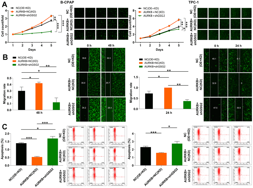 GSG2/AURKB participates in the development of thyroid cancer. (A–C) The alterations in cell proliferation (A), migration (B) and apoptosis (C) were evaluated in B-CPAP and TPC-1 cells with indicated lentiviruses through Celigo cell counting assay, wound-healing assay and flow cytometry analysis. Results were presented as mean ± SD. * P P P 