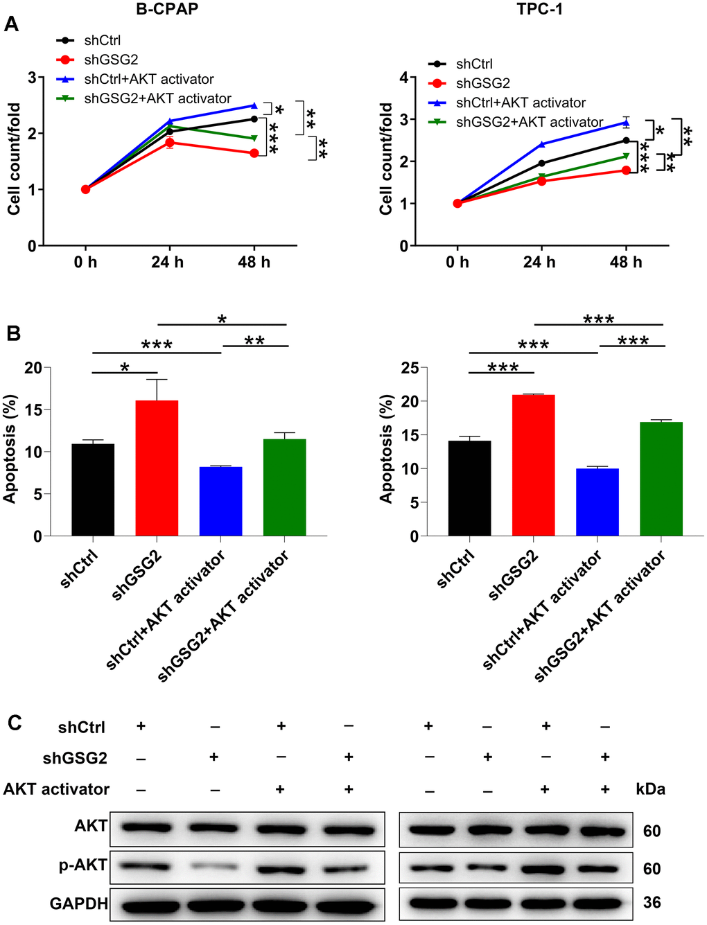 The exploration of downstream pathway of GSG2-regulating thyroid cancer. (A, B) After treating GSG2-depleted B-CPAP and TPC-1 cells with AKT activator, cell proliferation (A) and apoptosis (B) were assessed via CCK8 assay and flow cytometry experiments. (C) Total protein and phosphorylation levels of AKT were determined in GSG2-depleted B-CPAP and TPC-1 cells following AKT activator addition. Results were presented as mean ± SD. * P P P 