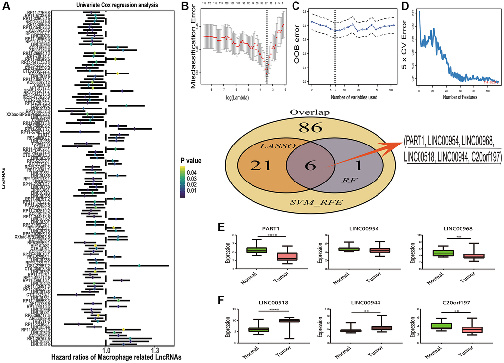 Prognostic macrophage associated differentially expressed lncRNAs (DEMlncRNAs) feature selection. (A) Forest plots of the prognostic DEMlncRNAs in training dataset. (B) Misclassification error distribution with the corresponding λ-logarithm value and the left variants of model in The Least Absolute Shrinkage and Selection Operator (LASSO) algorithm. (C) Random forests variable selection (RF-VS) algorithm. The lowest point of the curve indicates the lowest out of bag (OOB) error, and the corresponding DEMlncRNAs at this point are the best signature selected by RF-VS. (D) Support Vector Machine-Recursive Feature Elimination (SVM-RFE) algorithms. The point highlighted indicates the lowest error rate, and the corresponding DEMlncRNAs at this point are the best signature selected by SVM-RFE. (E) The Venn plot of overlapping DEMlncRNAs selected by LASSO, RF-VS and SVM-RFE algorithms. (F) Boxplots of lncRNA expression distribution in GSE15605 dataset.