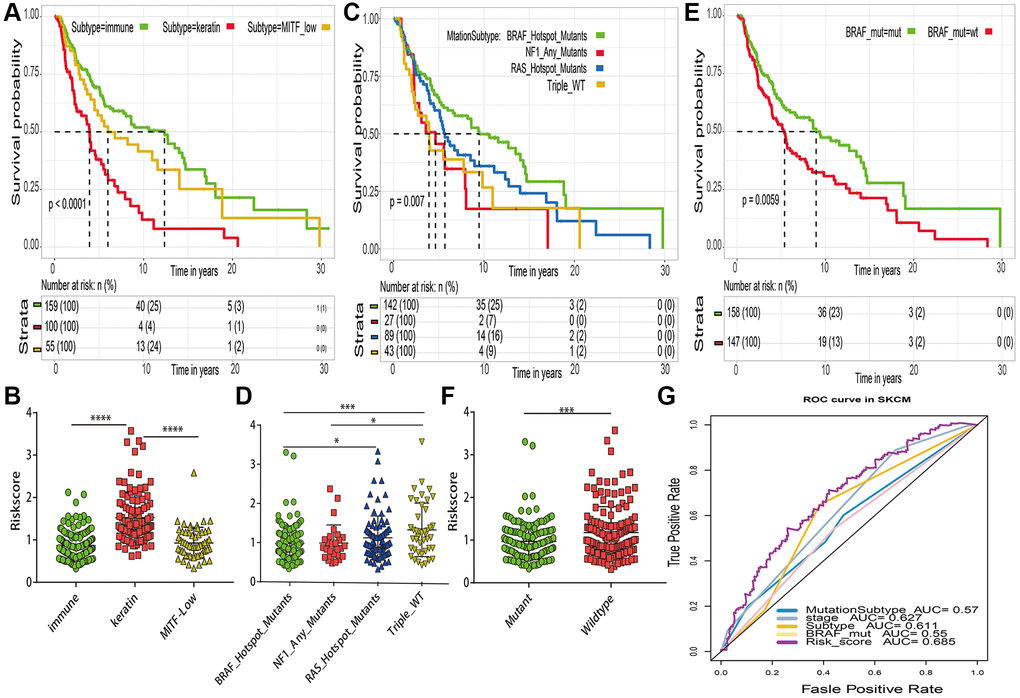 Comparations between risk score and previously established prognostic markers in TCGA-SKCM. (A) Kaplan–Meier survival curve of transcriptomic subtypes. (B) The risk score distribution of transcriptomic subtypes (named “immune”, “keratin” and “MITF-low). (C) Kaplan–Meier survival curve of mutation subtypes (named BRAF subtype, RAS subtype, NF1 subtype and Triple Wild-Type subtype). (D) The risk score distribution of mutation subtypes. (E) Kaplan–Meier curve of BRAF mutant. (F) The risk score distribution of BRAF mutant and wildtype. (G) The 5 years area under the curve (AUC) of risk score and prognostic markers associated with overall survival. *p **p ***p ****p 