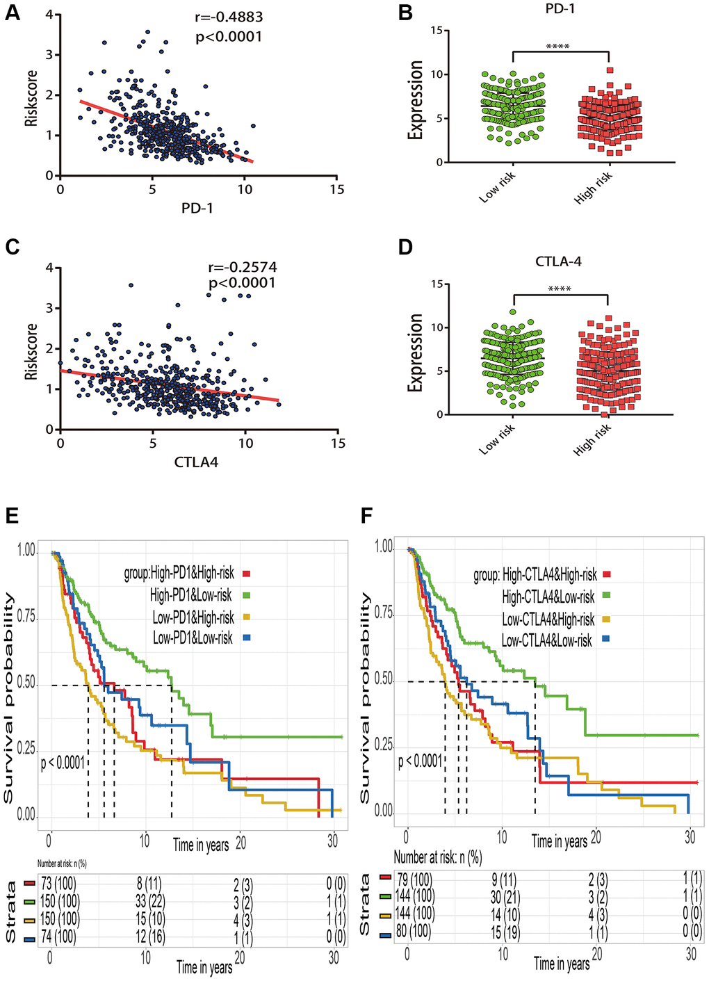 Effect of the risk score and immune checkpoint gene expression on patient survival. (A) Correlation between the risk score and PD-1 gene expression. (B) Expression distribution of PD-1 gene in the high- and low-risk groups stratified by risk score. (C) Correlation between the risk score and CTLA4 gene expression. (D) Expression distribution of CTLA4 gene in the high- and low-risk groups stratified by risk score. (E) Kaplan–Meier survival curve of four groups stratified by the risk score and PD-1 expression. (F) Kaplan–Meier survival curve of four groups stratified by the risk score and CTLA4 expression.