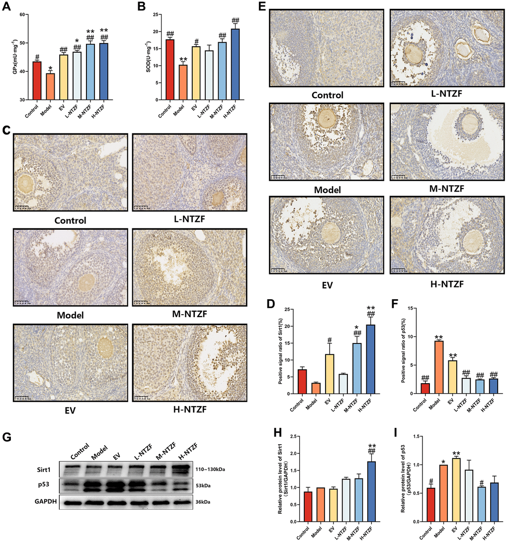 NTZF alleviated oxidative stress and abnormal Sirt1/p53 signaling pathway in POI mice. (A) The level of GPX in mouse ovary. (B) The level of SOD in mouse ovary. (C, D) The levels of Sirt1 in the ovaries of mice were detected by IHC (×400 magnification). (E, F) The levels of p53 in the ovaries of mice were detected by IHC (×400 magnification). (G–I) The protein expression levels of Sirt1 and p53 in mouse ovaries were detected by western blot. (*p **p ***p n = 3; #p ##p ###p n =3).