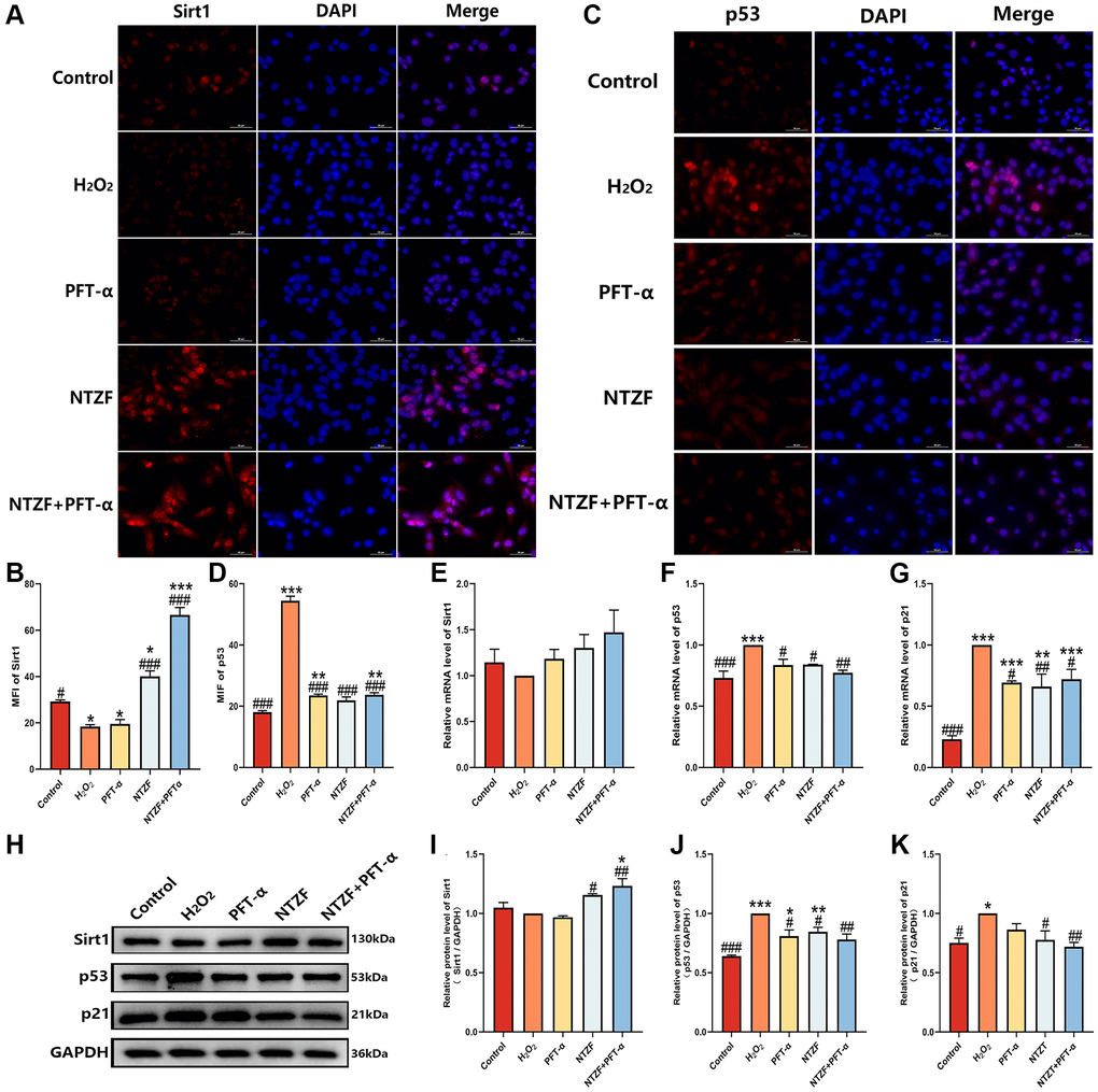 NTZF protecting OGCs in vitro was associated with Sirt1/p53 signaling pathway. (A–D) The expression of Sirt1 and p53 in each group was detected by IF (×400 magnification). (E–G) The relative mRNA levels of Sirt1, p53, and p21 were analyzed by q-PCR. (H–K) Western blot was used to analyze the protein expression of Sirt1, p53, and p21 in each group (*p **p ***p n = 3; #p ##p ###p 2O2 group, n = 3).