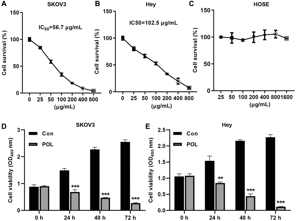 POL reduced the proliferation of ovarian cancer cells in a dose-dependent manner. CCK-8 was assayed whether 25, 50, 100, 200, 400, 800, 1600 μg/ml of POL reduced the cell viability of SKOV3 (A), Hey (B) as well as HOSE (C). At 24 h, 48 h, and 72 h, 50 and 100 μg/ml of POL attenuated the viability of SKOV3 (D) and Hey (E) cells. **P ***P 